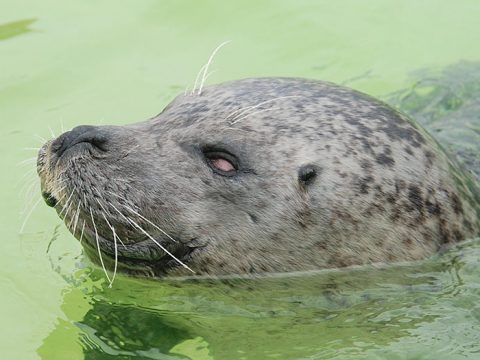 Zeehond Koen