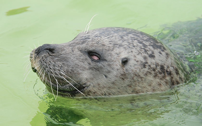 Zeehond Koen