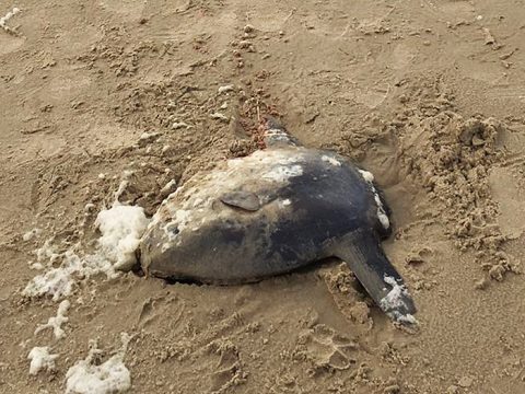 Dode maanvis op het strand