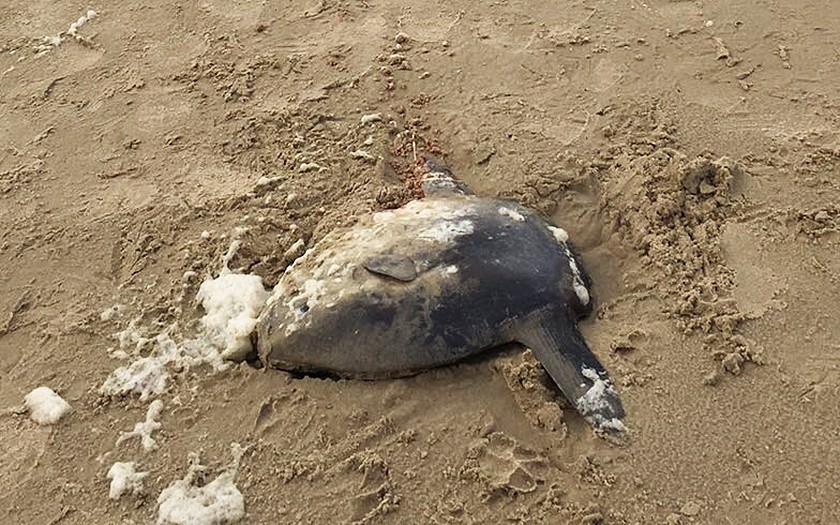 Dode maanvis op het strand