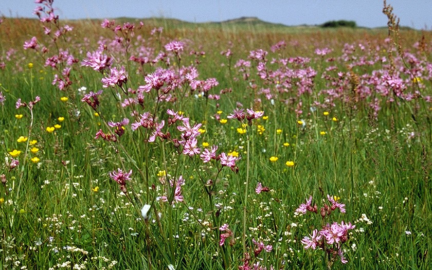 Flowering plants in the Muy (© Ecomare)