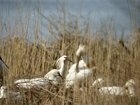 Lepelaars in de Geul op Texel, foto Staatsbosbeheer