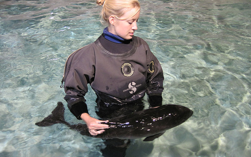 Bij SOS Dolfijn wordt Lima ondersteund door verzorgster