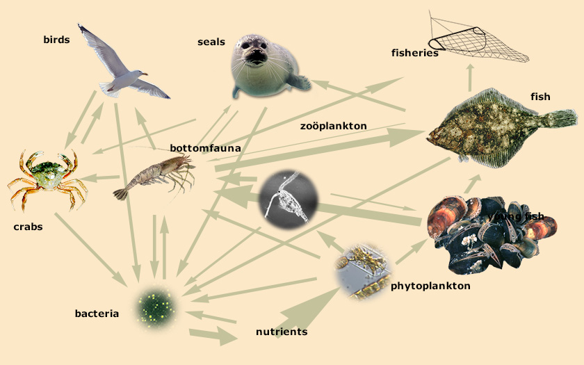 Food chain scheme for the Wadden Sea