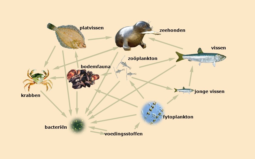 Schema voedselketen voor zeevissen (© Ecomare)
