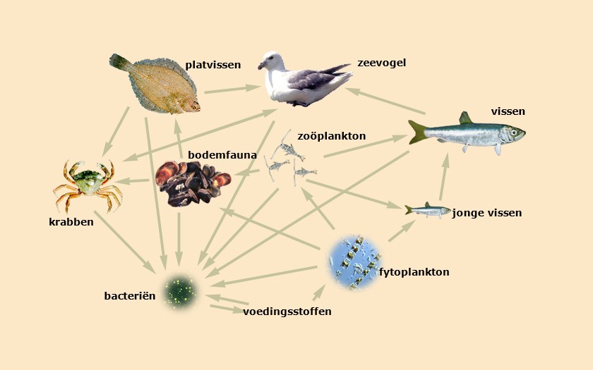 Schema van een voedselketen voor vogels (© Ecomare)