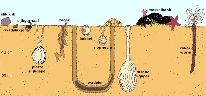 Tekening van een doorsnee van de wadbodem (© Ecomare)