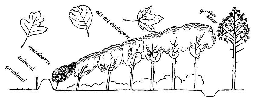 Tekening van een windsingel van bomen 