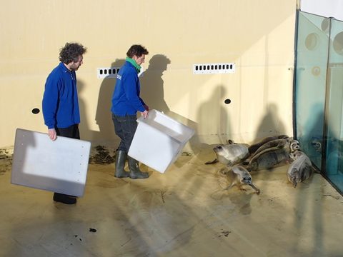 De zeehonden worden in een droog bassin gevangen