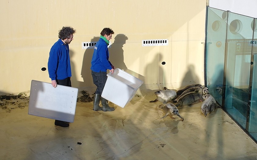 De zeehonden worden in een droog bassin gevangen