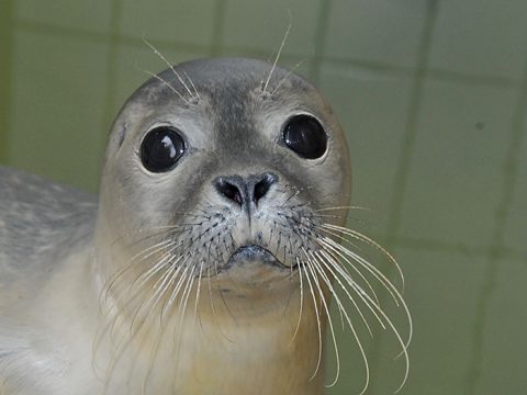 Adoptiezeehond Paul van Ecomare