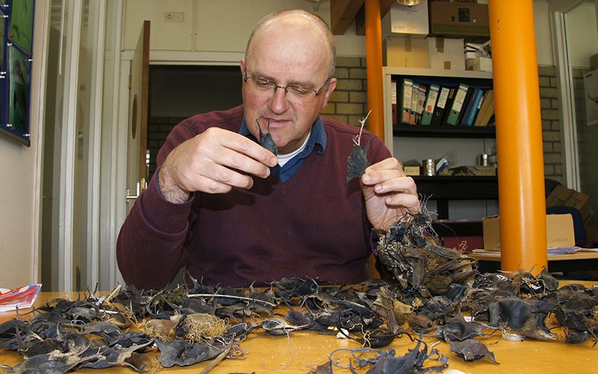 Ecomare-conservator Arthur Oosterbaan onderzoekt de eikapsels 