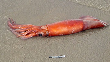 Dode pijlinktvis op het strand