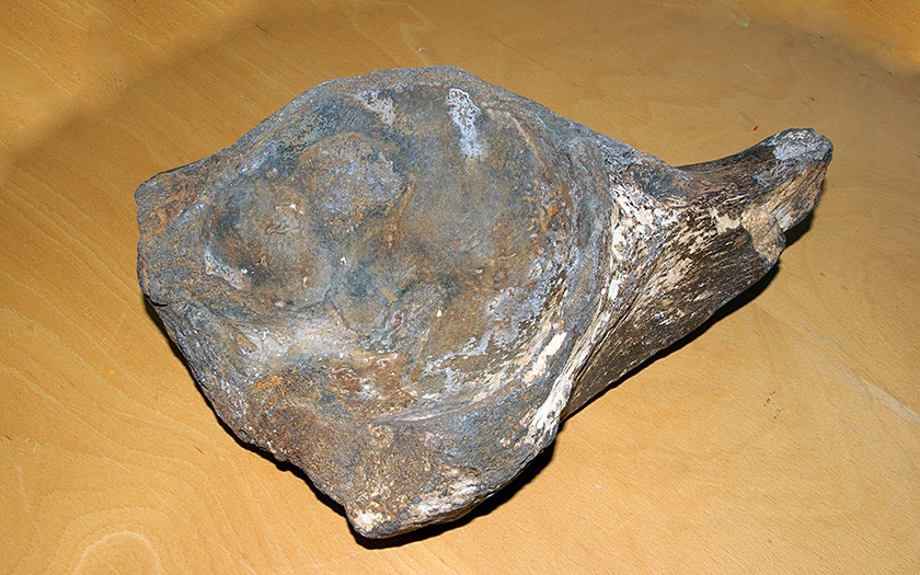Bone from a southern mammoth, early Pleistocene, found in the North Sea