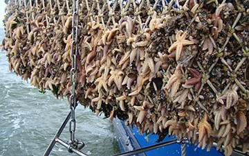 Starfish on net full of mussels (© Bram Fey)