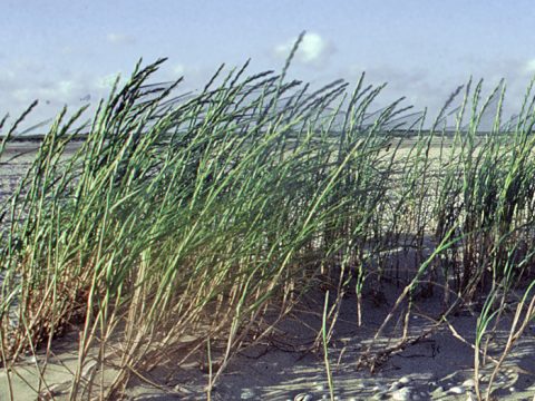 Biestarwegras op het strand