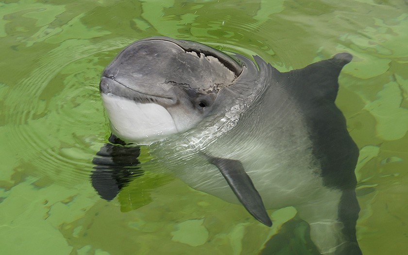 Porpoise at Ecomare (© Ecomare)