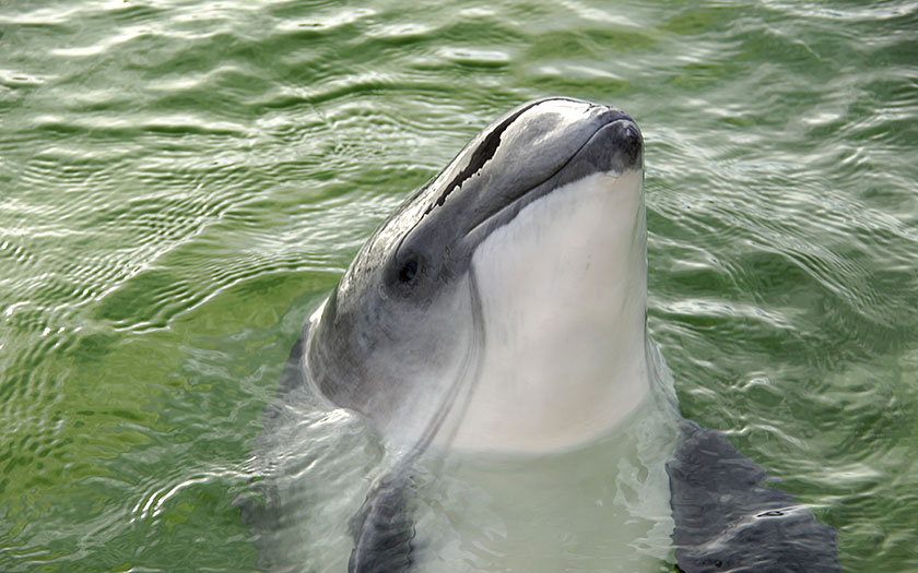 Bruinvis Michael boven water