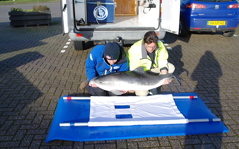 Gestrande bruinvis, de kleinste walvissoort, wordt aan SOS Dolfijn overgedragen (© Ecomare)