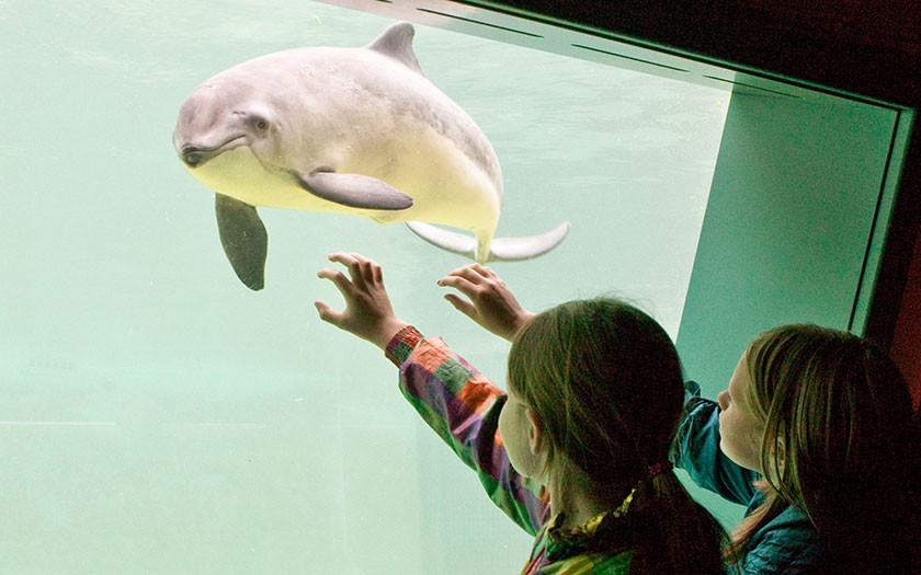 Kinderen bekijken bruinvis bij Ecomare