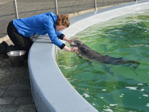 Dierverzorger laat bruinvis zijn bek openen met een teken