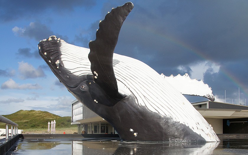 Model of a springing humpback, exhibited at Ecomare