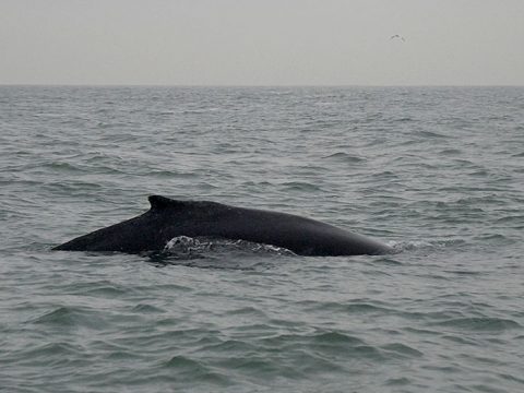 Bultrug in het Marsdiep in 2009