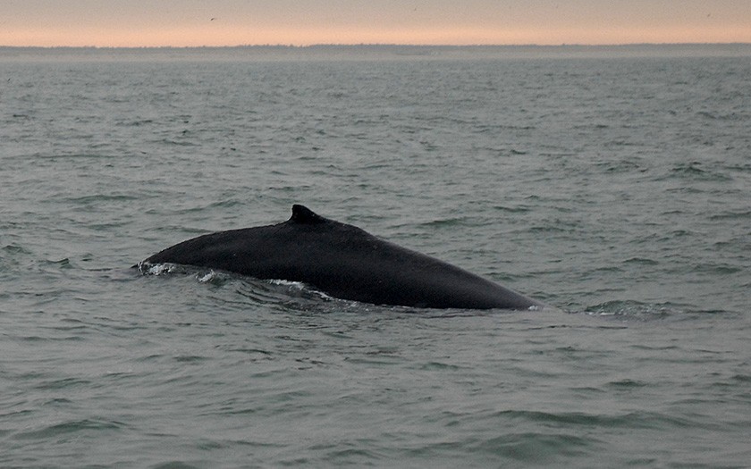 A swimming humpback (photo Ecomare)