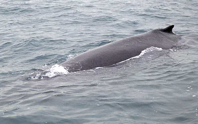 Humpback in the Marsdiep by Texel 2009