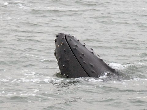Bultrug, een walvis, steekt zijn kop uit het water