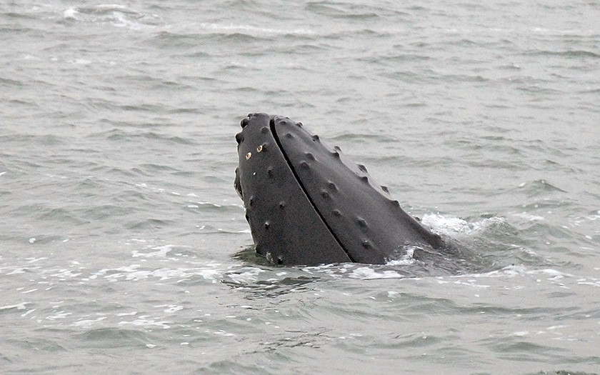 Bultrug steekt zijn kop uit het water (foto Ecomare)