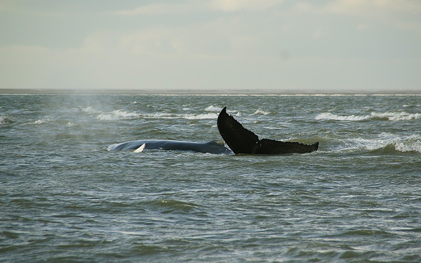 2012: Lebender Buckelwal auf De Razende Bol (Foto Ecomare)