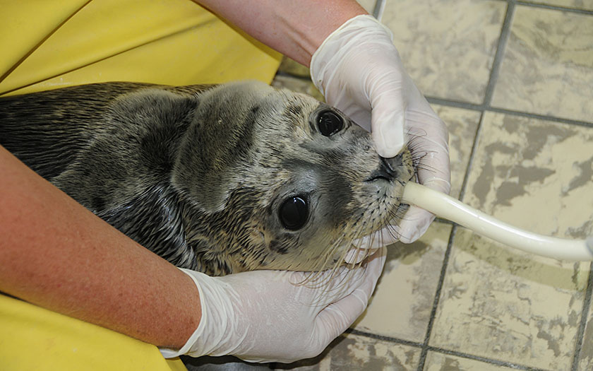 Immature seal drinks milk via a tube