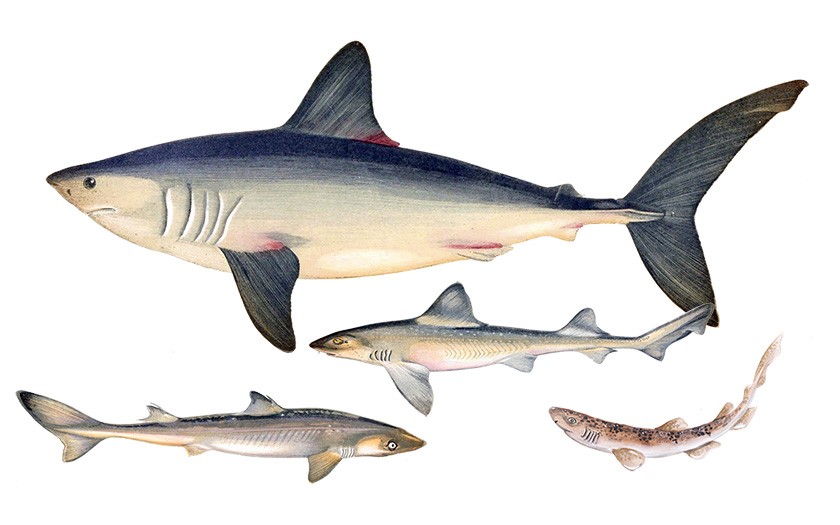 Collage of North Sea shark species (© Ecomare)