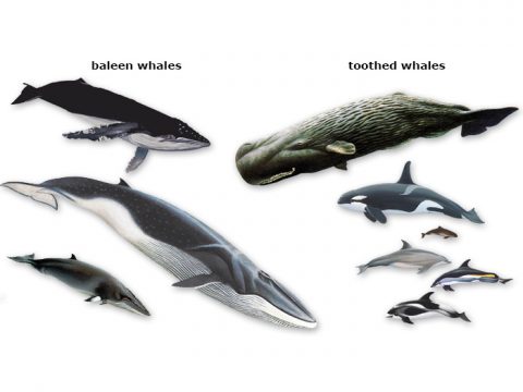 Collage of cetaceans in the North Sea