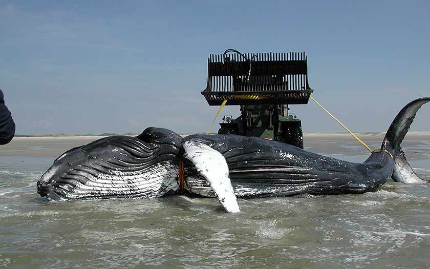 2004: humpback on Vlielnd (photo Dirk Bruin)