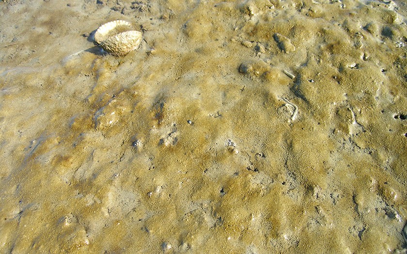 Laag kiezelwier op het zand