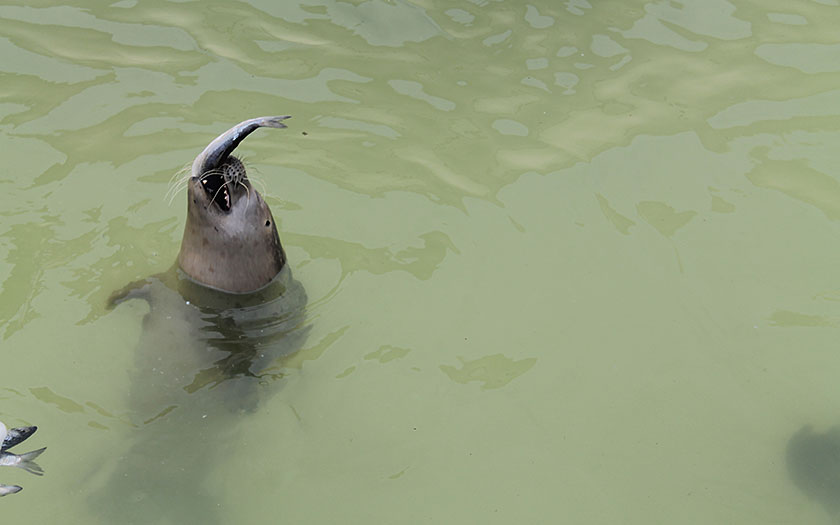 Zeehond krijgt een haring