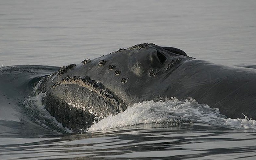 North Atlantic right whale