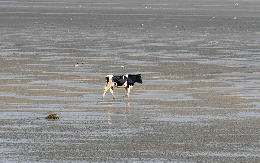 In 2014 probeelde een jonge koe van Texel naar Vlieland te lopen. De KNRM moest hen redden. Foto van Eckard Boot