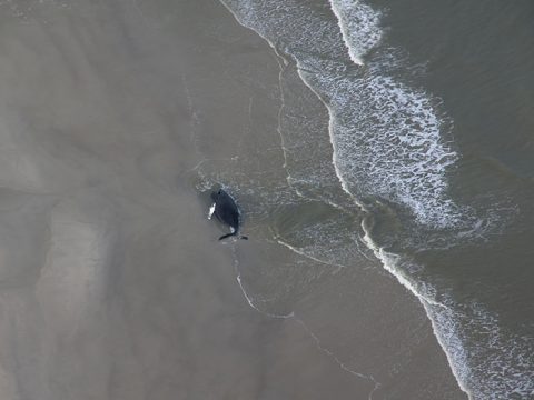 De gestrande bultrug vanuit de lucht