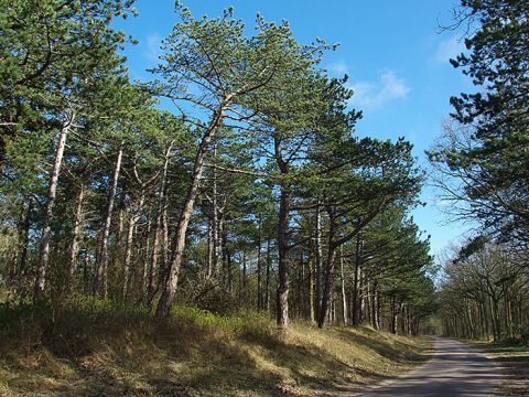 De Dennen, bos op Texel