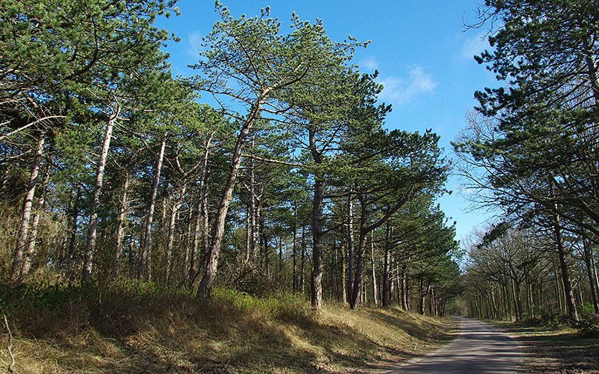 De Dennen, bos op Texel (© www.fotofitis.nl)