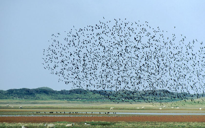 A cloud of birds in flight in the Slufter