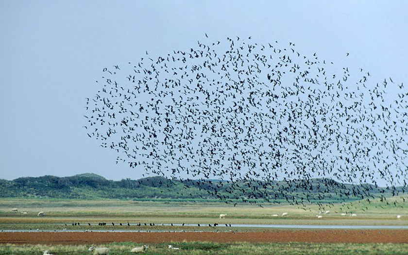 Wolk vogels in de Slufter