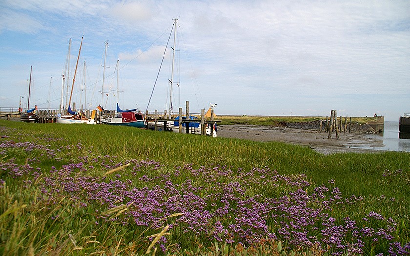 Lamsoor in jachthaven van Hallig Hooge (© www.fotofitis.nl)