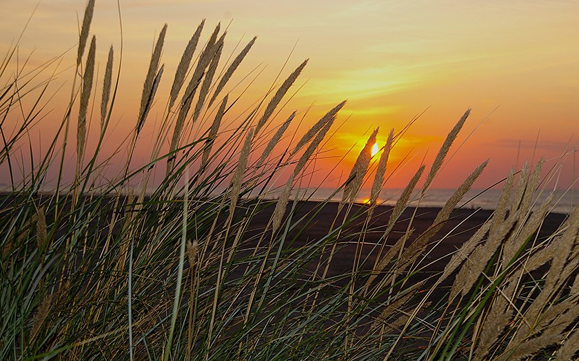 Helm bij ondergaande zon