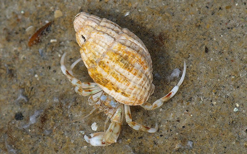 Small hermit crab (© www.fotofitis.nl)