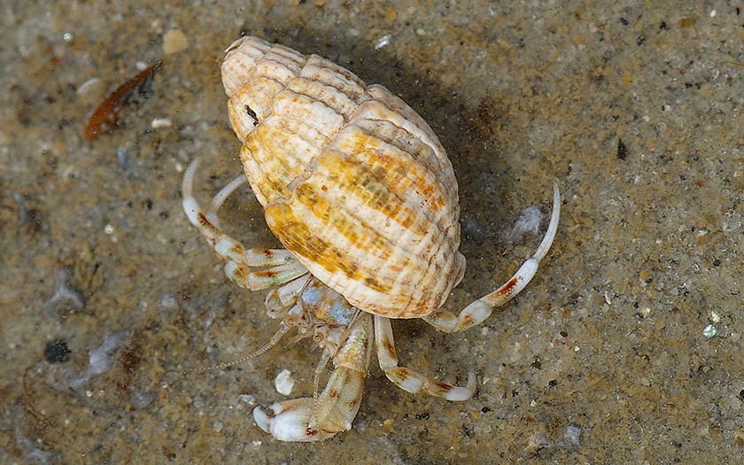 Kleine heremietkreeft (© www.fotofitis.nl)