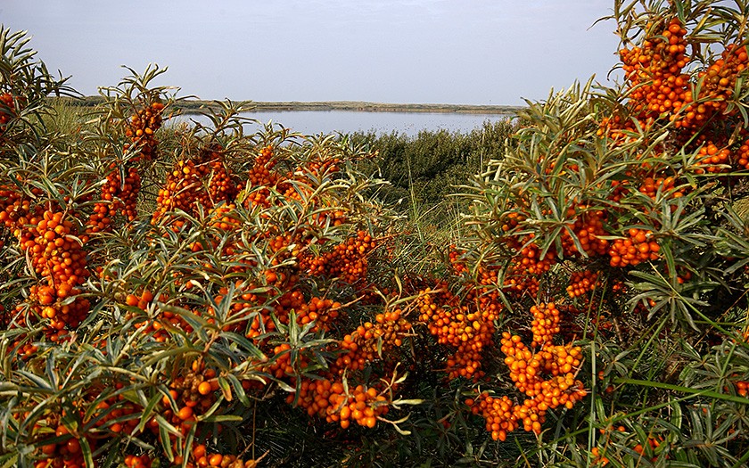 Duindoorn vol oranjerode bessen